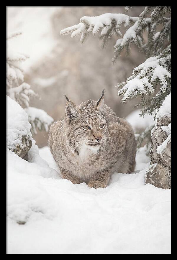 Lynx In A Snowy Landscape