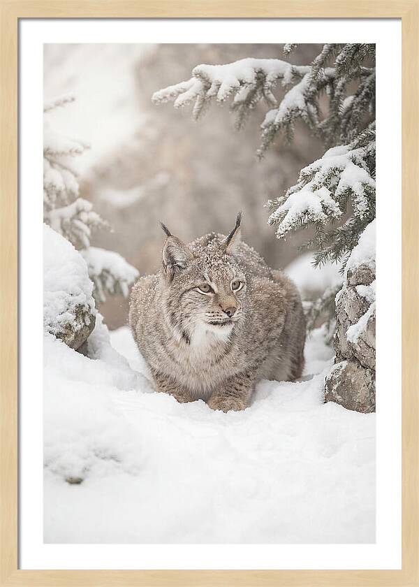 Lynx In A Snowy Landscape