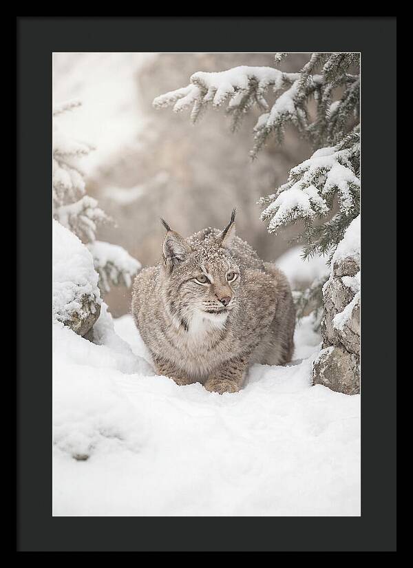 Lynx In A Snowy Landscape