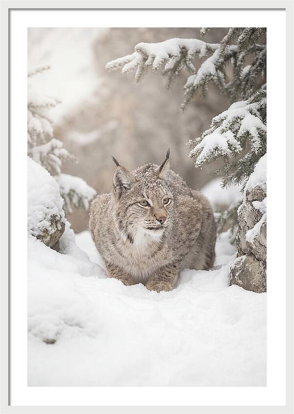 Lynx In A Snowy Landscape