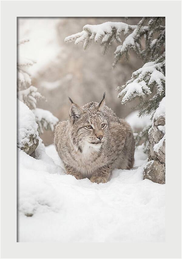 Lynx In A Snowy Landscape