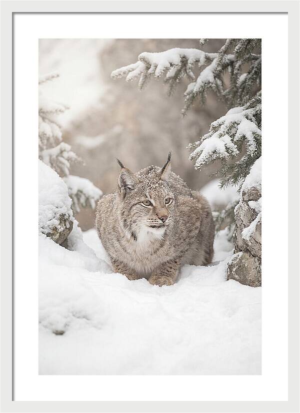 Lynx In A Snowy Landscape