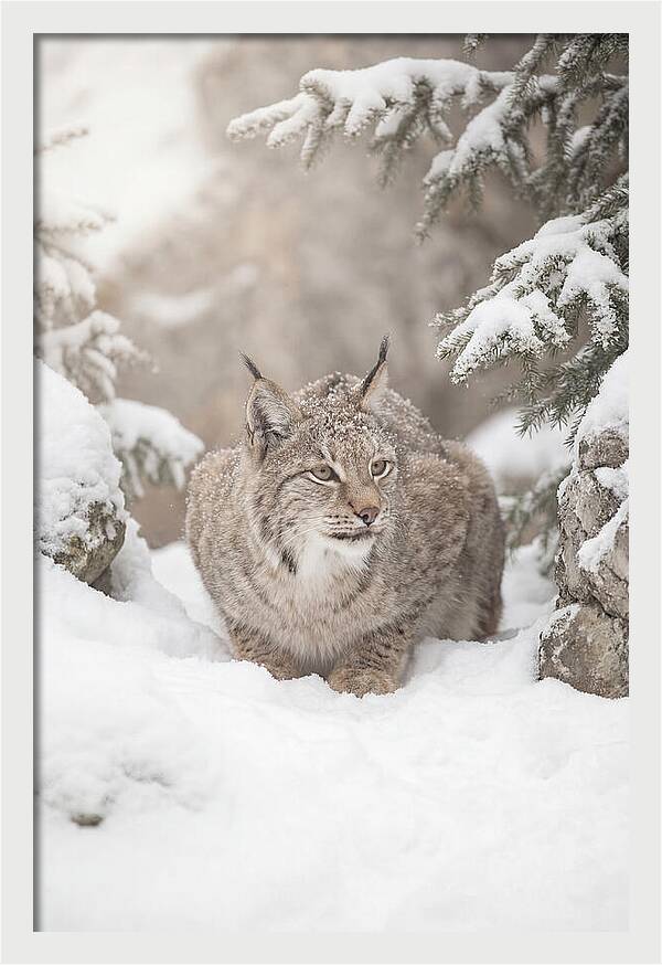 Lynx In A Snowy Landscape