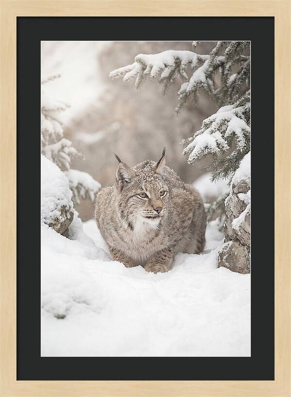 Lynx In A Snowy Landscape