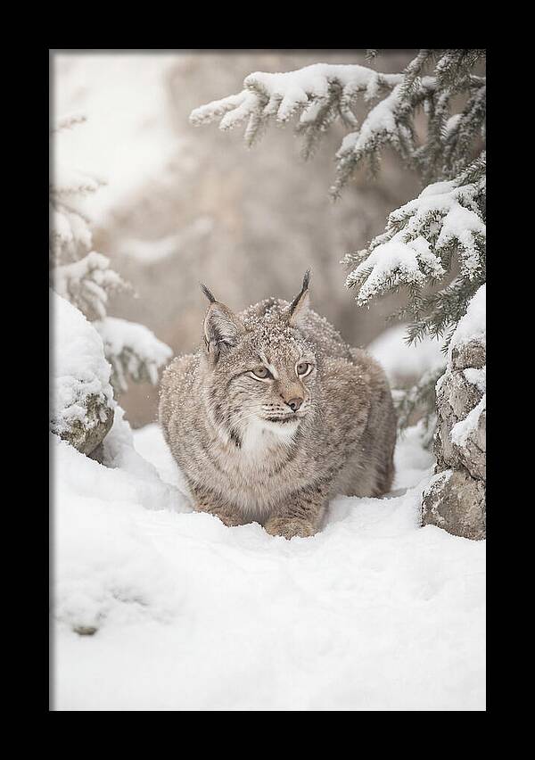 Lynx In A Snowy Landscape