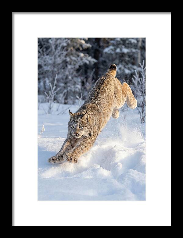 Lynx Leaping Through Winter Snow