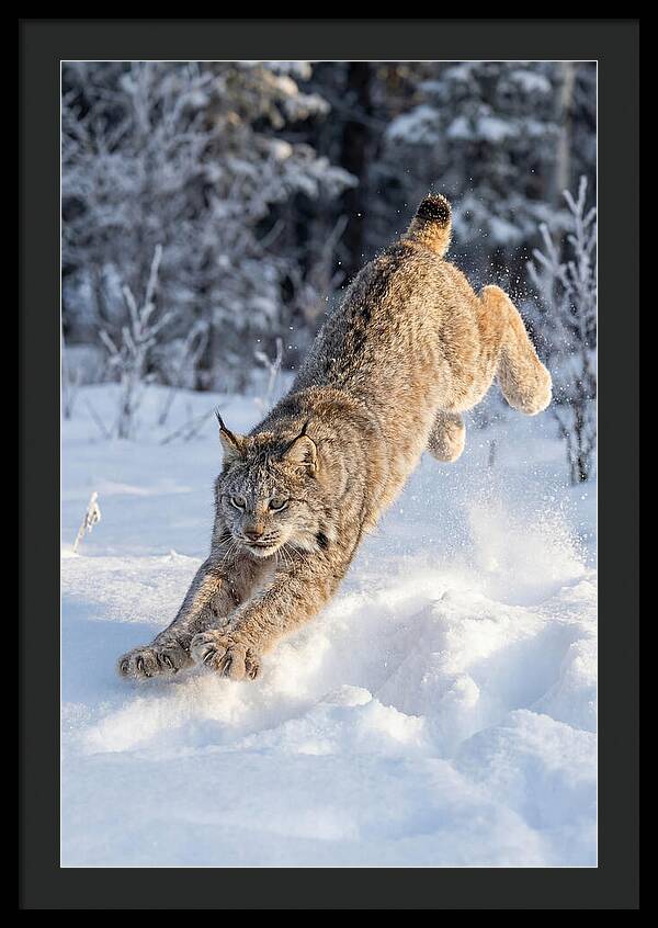 Lynx Leaping Through Winter Snow