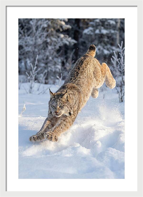 Lynx Leaping Through Winter Snow
