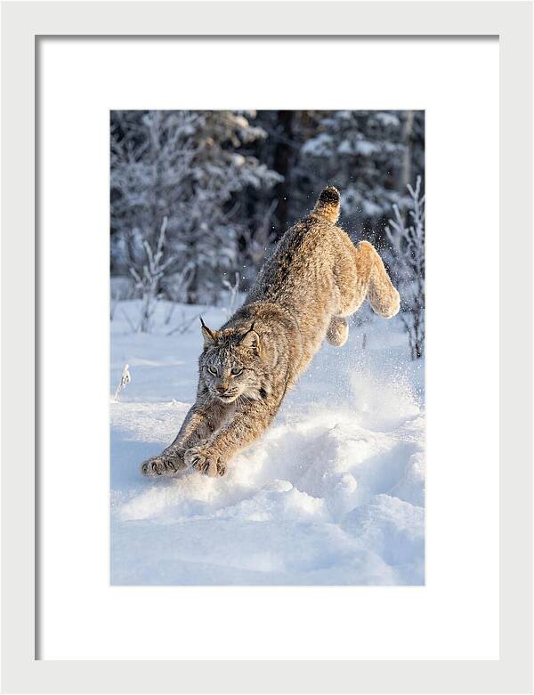 Lynx Leaping Through Winter Snow