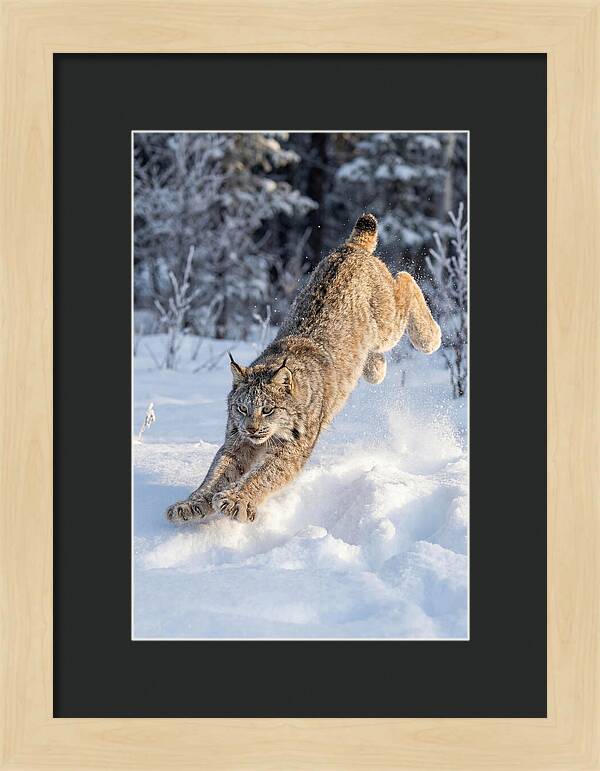 Lynx Leaping Through Winter Snow