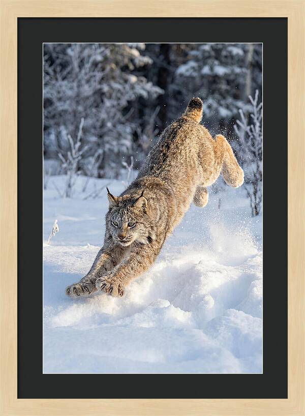 Lynx Leaping Through Winter Snow