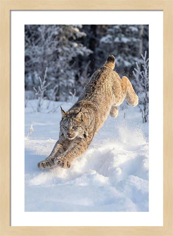 Lynx Leaping Through Winter Snow