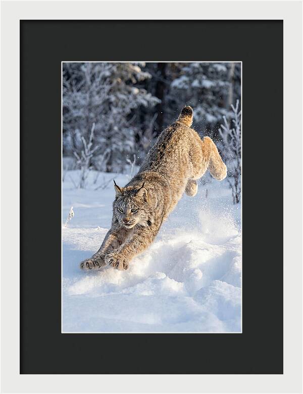 Lynx Leaping Through Winter Snow