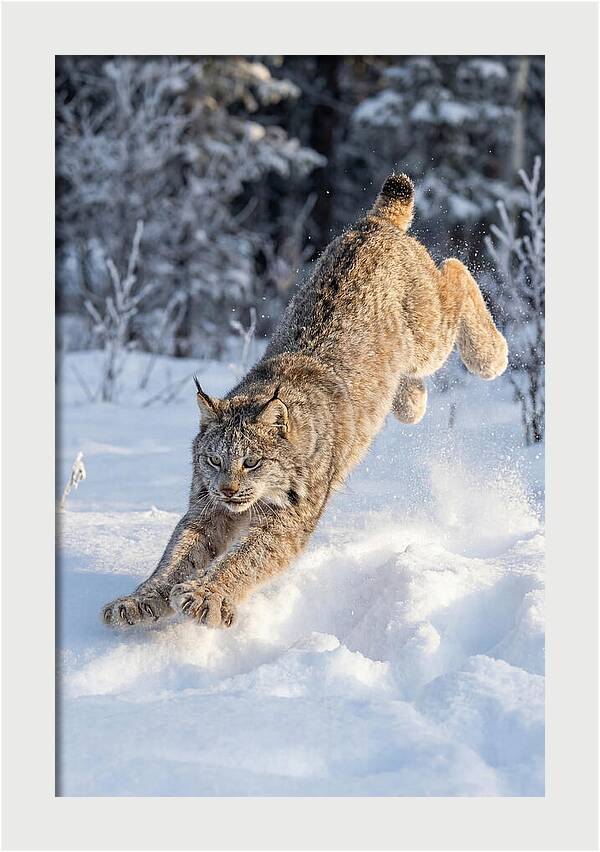 Lynx Leaping Through Winter Snow