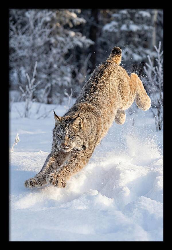 Lynx Leaping Through Winter Snow