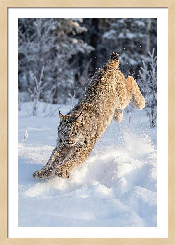 Lynx Leaping Through Winter Snow