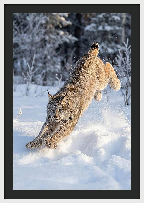 Lynx Leaping Through Winter Snow