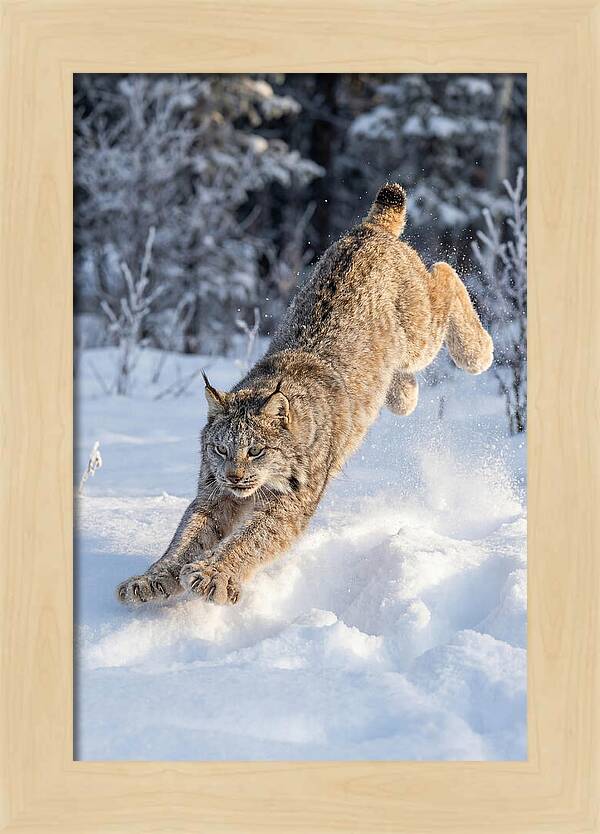 Lynx Leaping Through Winter Snow