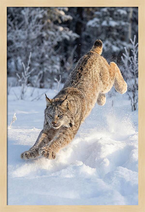Lynx Leaping Through Winter Snow