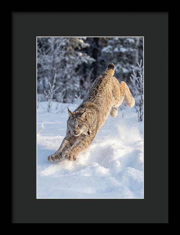 Lynx Leaping Through Winter Snow