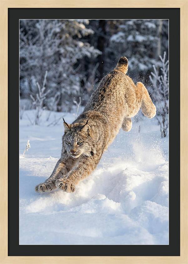 Lynx Leaping Through Winter Snow