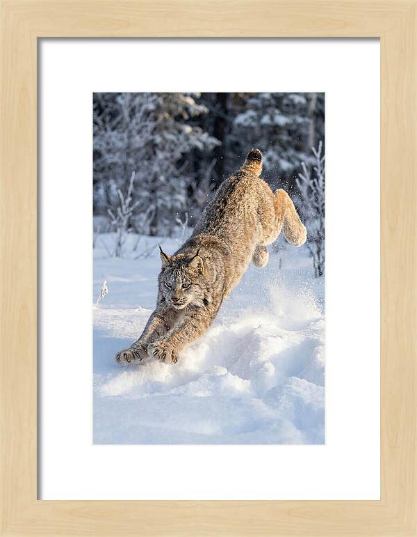 Lynx Leaping Through Winter Snow
