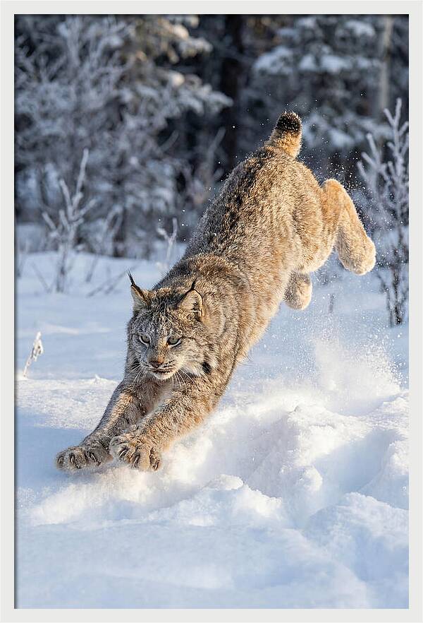 Lynx Leaping Through Winter Snow