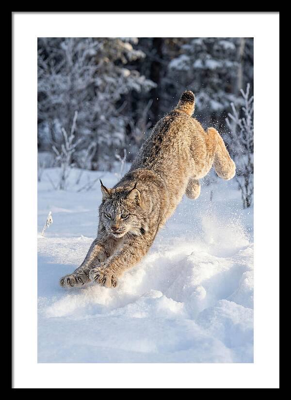 Lynx Leaping Through Winter Snow