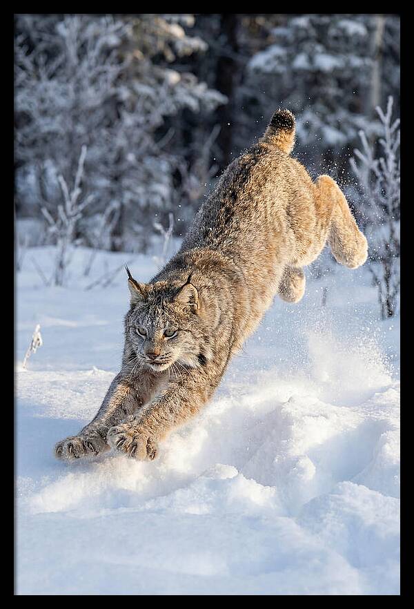Lynx Leaping Through Winter Snow