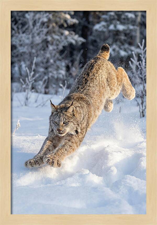 Lynx Leaping Through Winter Snow