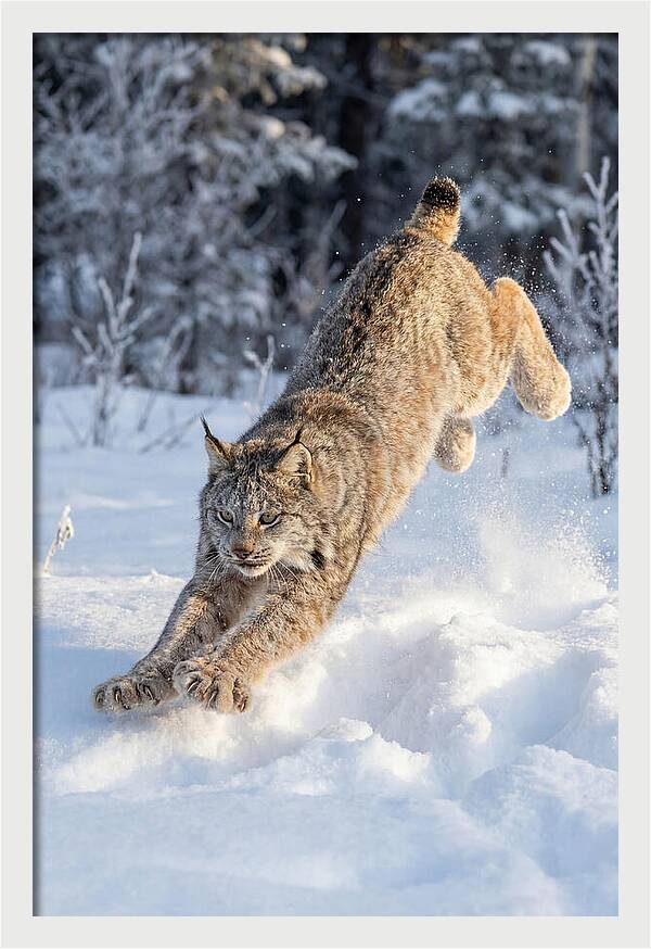 Lynx Leaping Through Winter Snow