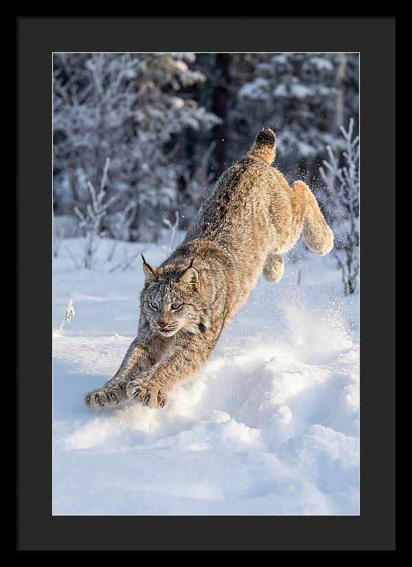 Lynx Leaping Through Winter Snow