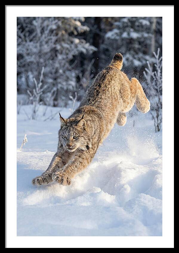 Lynx Leaping Through Winter Snow