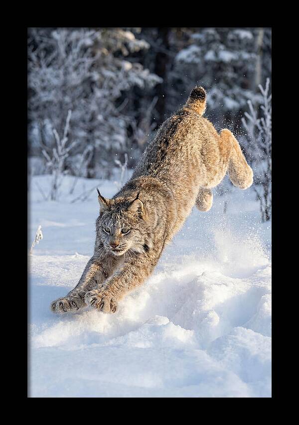 Lynx Leaping Through Winter Snow