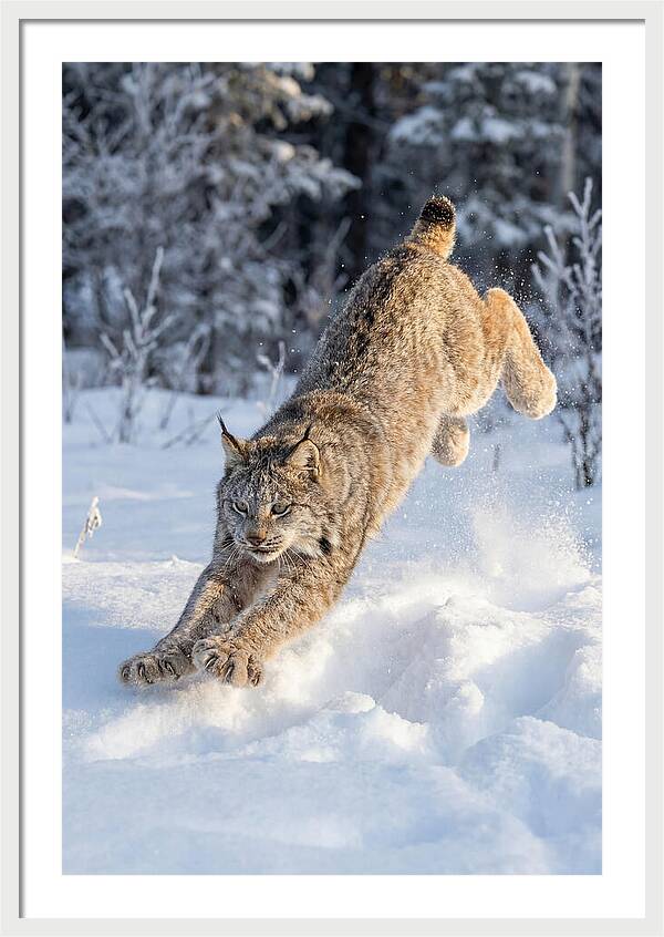 Lynx Leaping Through Winter Snow
