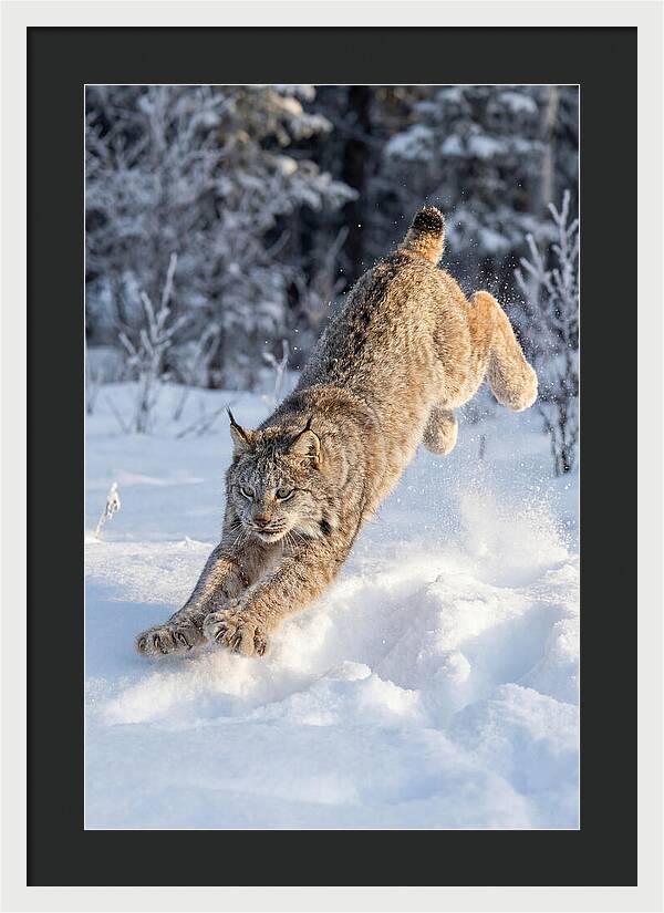 Lynx Leaping Through Winter Snow