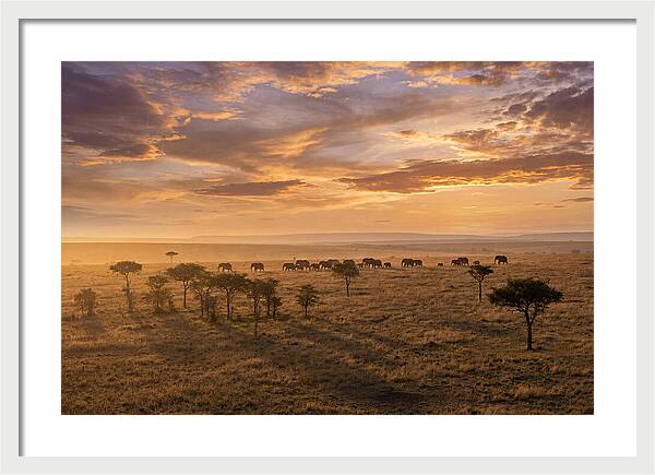Maasai Mara Serenity At Dusk