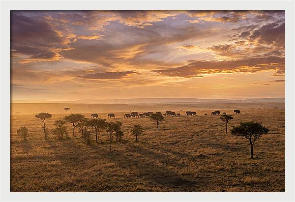 Maasai Mara Serenity At Dusk