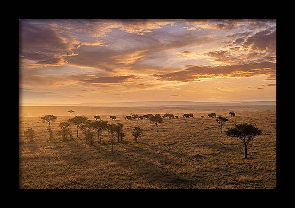 Maasai Mara Serenity At Dusk