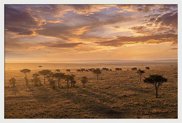 Maasai Mara Serenity At Dusk