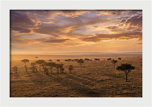 Maasai Mara Serenity At Dusk