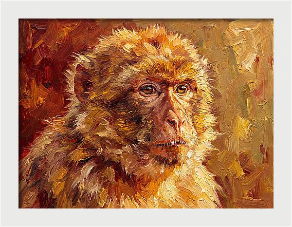 Macaque In Mediterranean Light