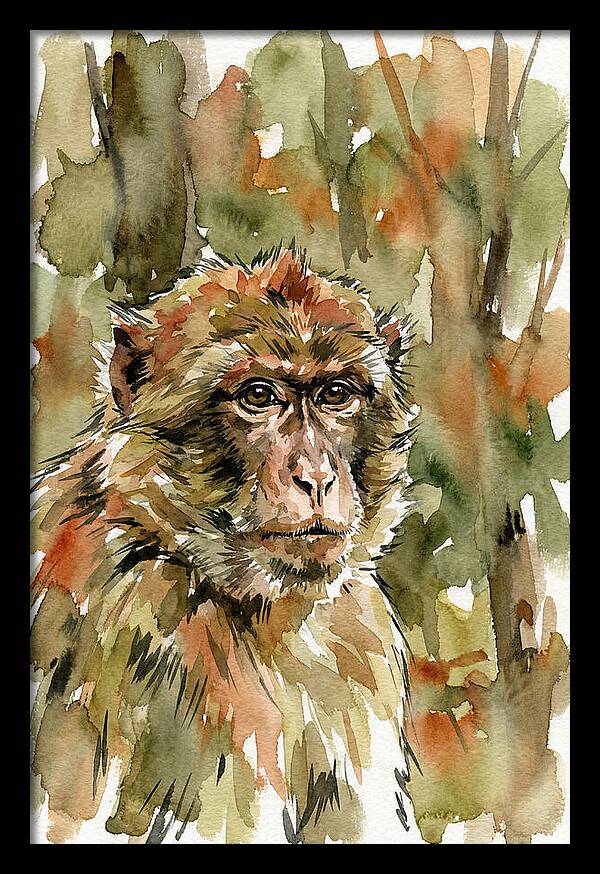 Macaque In Nature