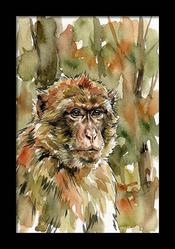 Macaque In Nature