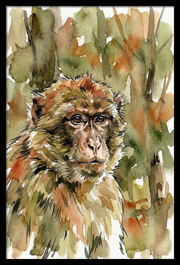 Macaque In Nature