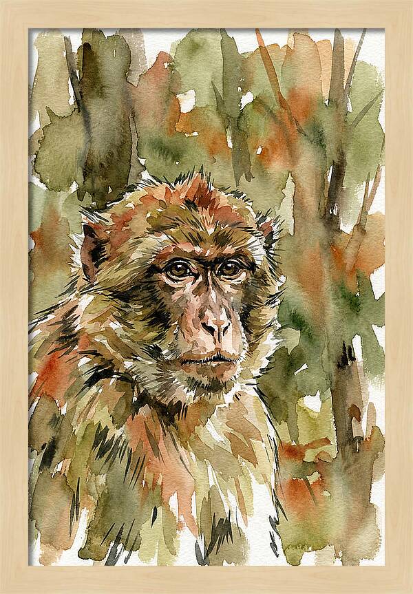 Macaque In Nature