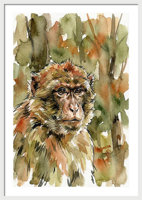 Macaque In Nature