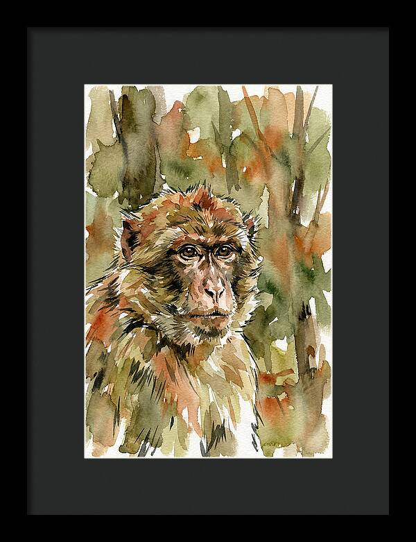 Macaque In Nature