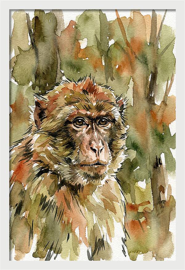Macaque In Nature