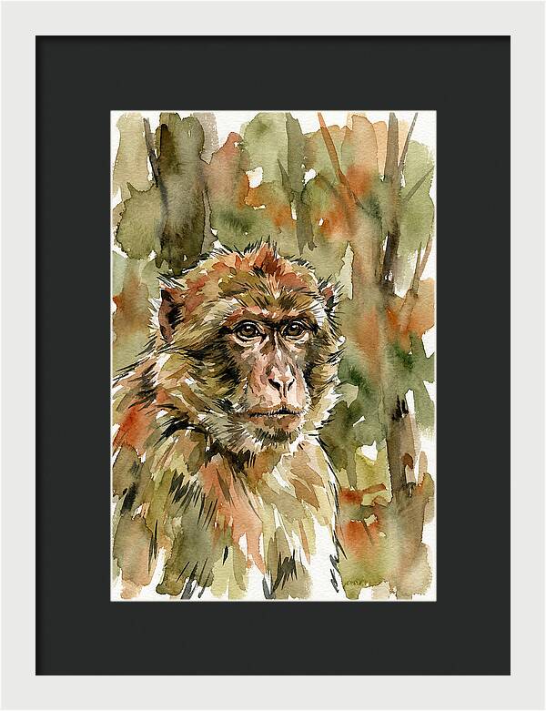 Macaque In Nature